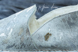 TFD Slipper - Sparkling Silver